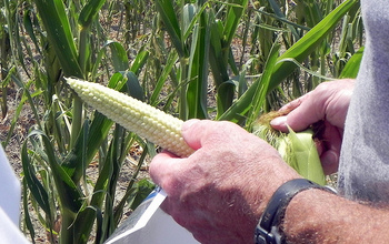 Corn was among the crops affected by the 2012 flash drought.